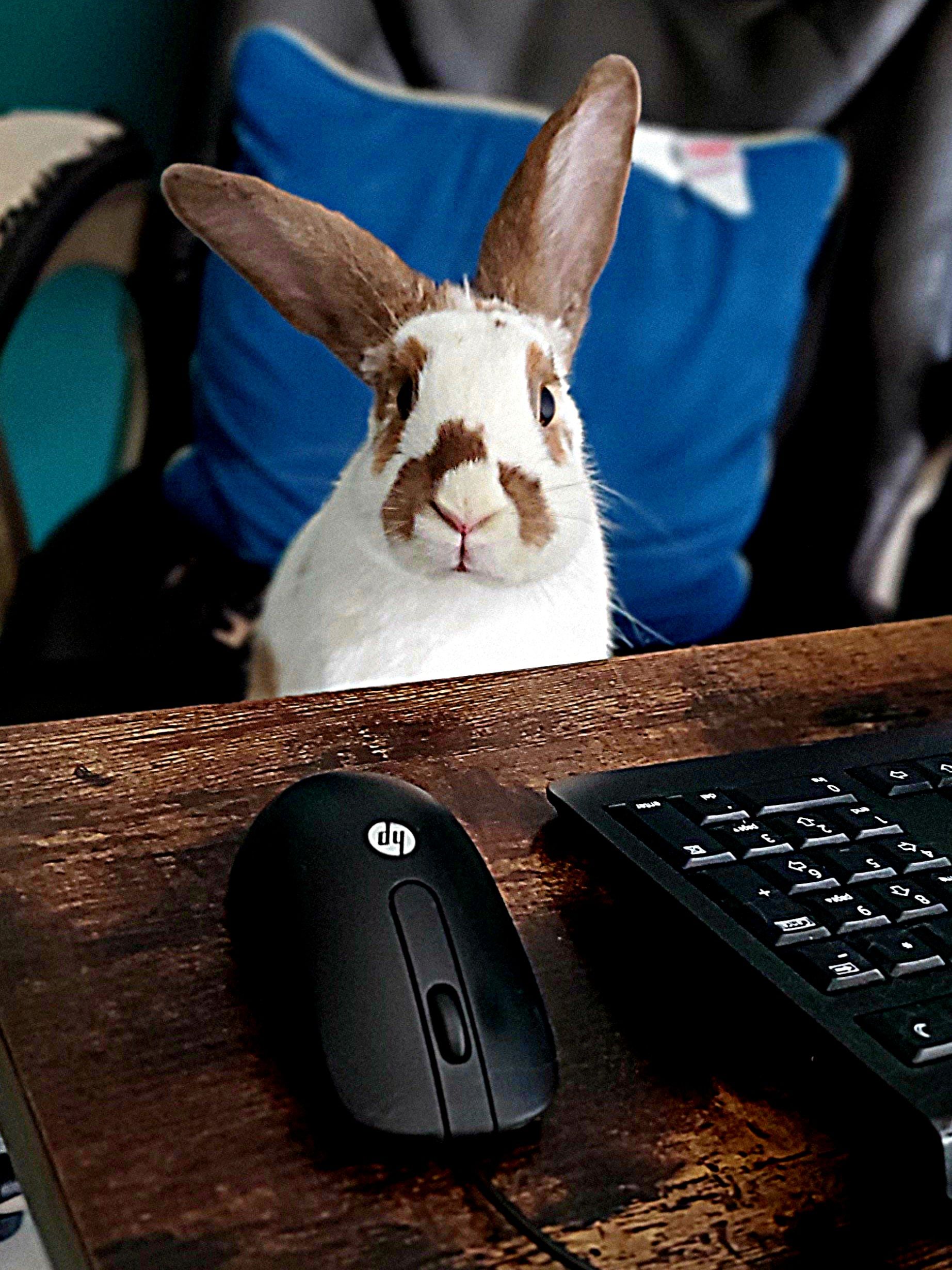 New Mexico House Rabbit society
