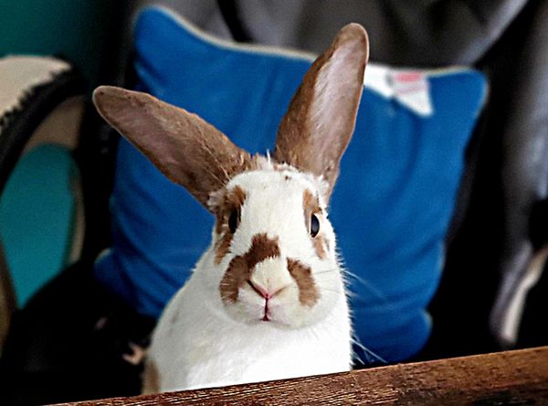 New Mexico House Rabbit society
