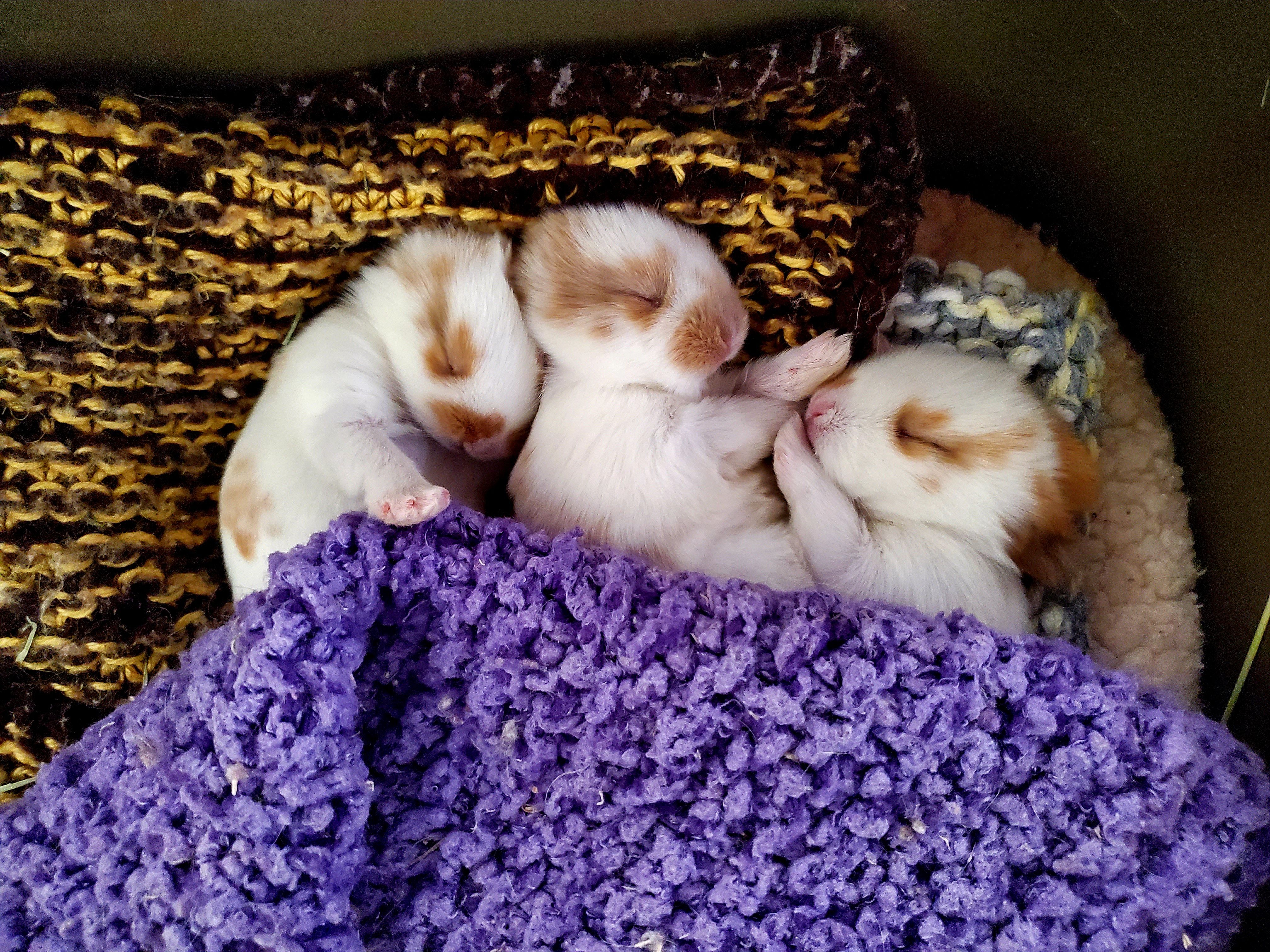 New Mexico House Rabbit society