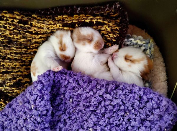 New Mexico House Rabbit society