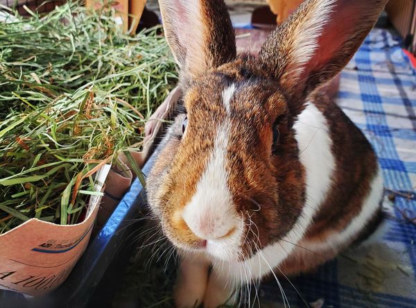 New Mexico House Rabbit society
