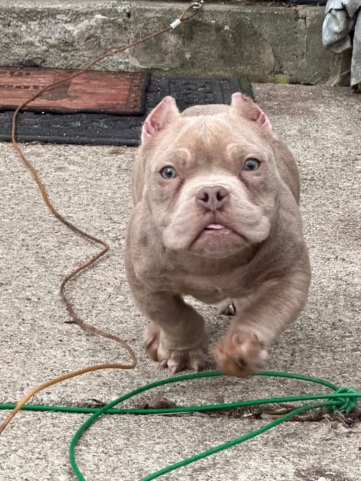 Badass Bulldog Rescue