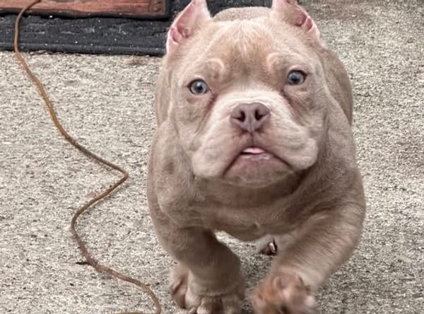 Badass Bulldog Rescue