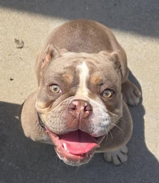 Badass Bulldog Rescue