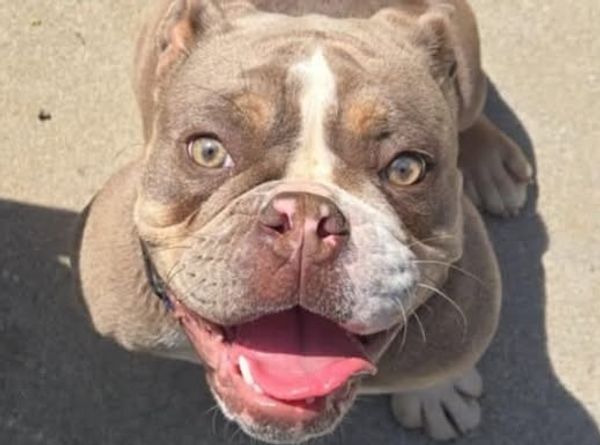 Badass Bulldog Rescue