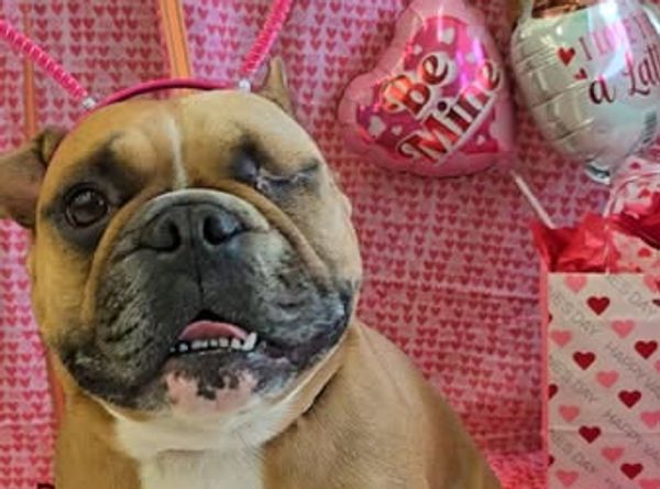 Badass Bulldog Rescue