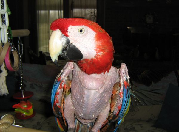 Miami Valley Bird Club and Rescue