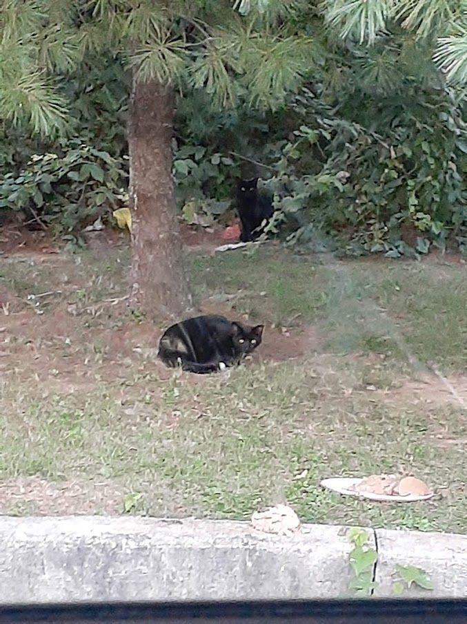 The Coalition for Feral Cats of Lehigh V