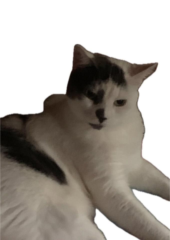 Hobos Homeless Kitten Sanctuary