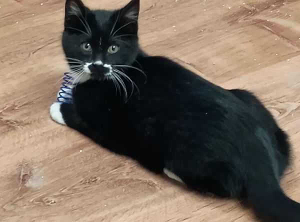 JJ's Helping Paws