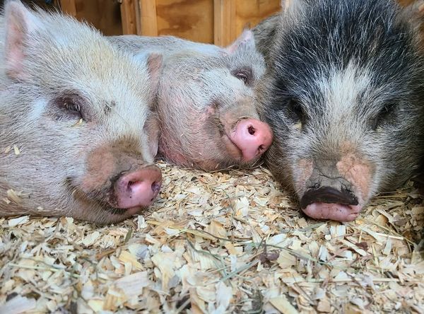 Hearts For Hooves Sanctuary