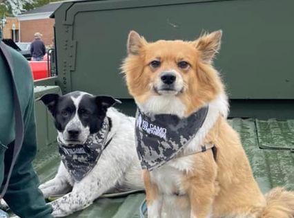 K9 Camo Companions