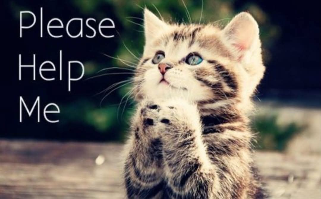 Amsterdam Kitten Adoption Inc