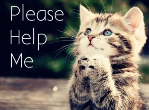 Amsterdam Kitten Adoption Inc