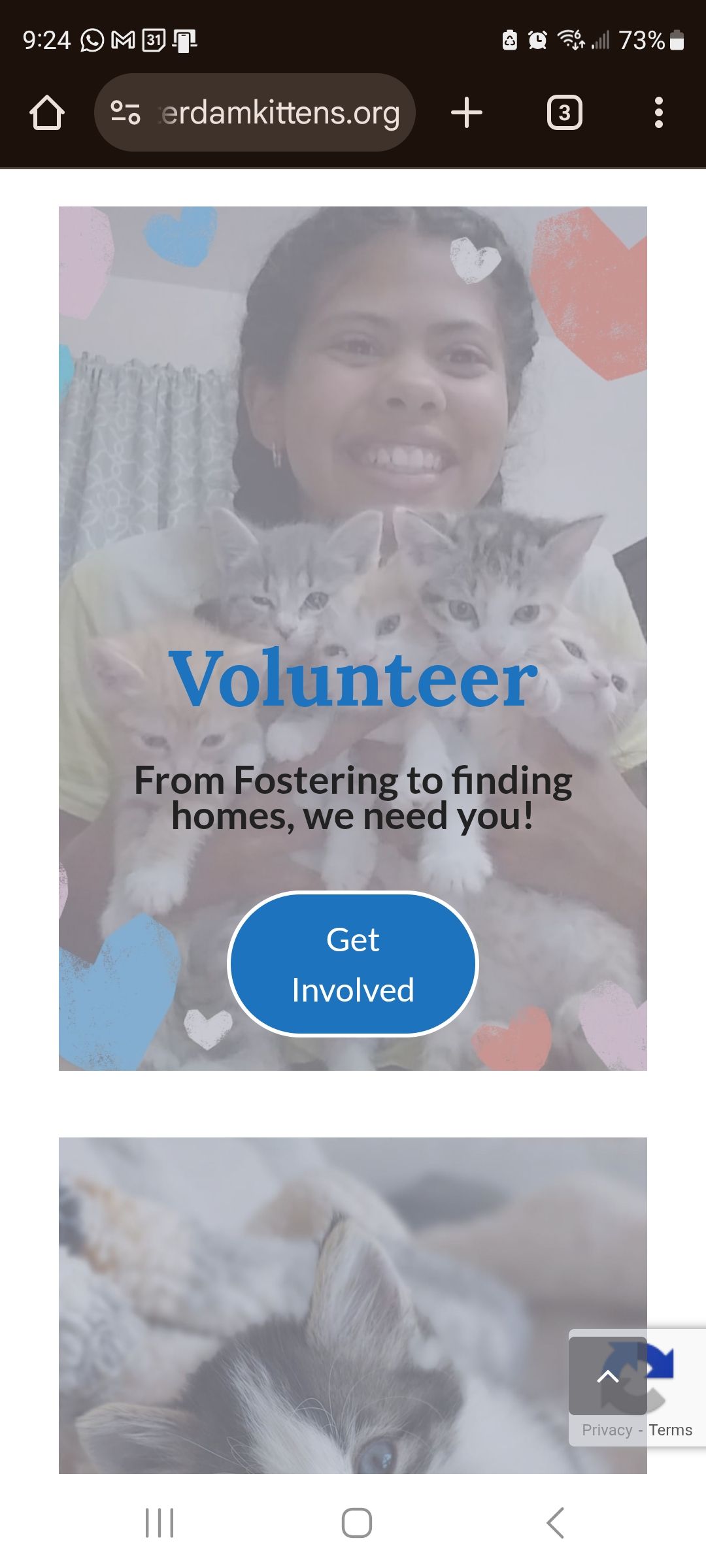 Amsterdam Kitten Adoption Inc