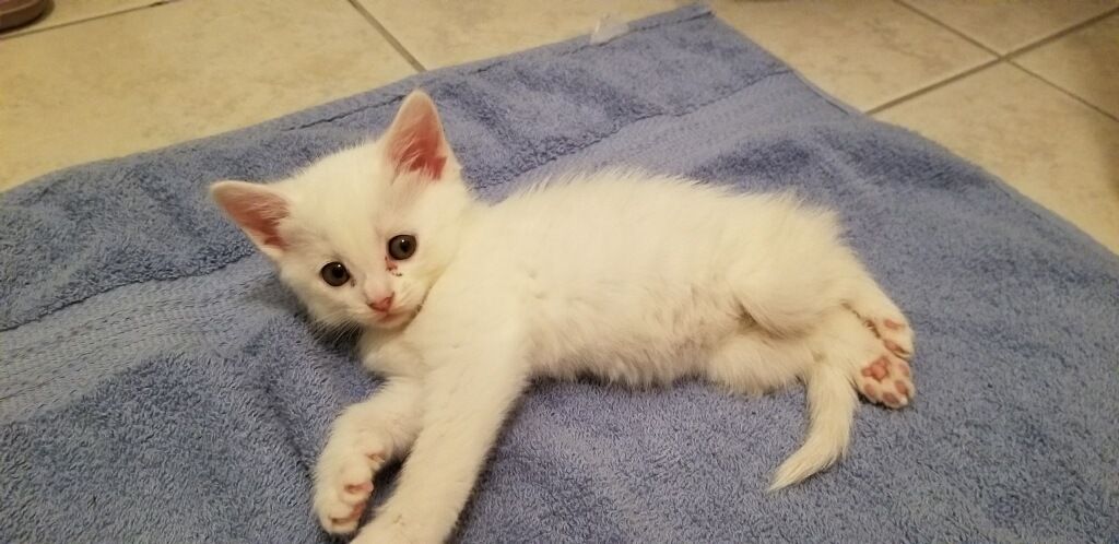 F.A.C.T. (Feline Advocates Coming Together), Inc.