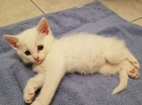 F.A.C.T. (Feline Advocates Coming Together), Inc.