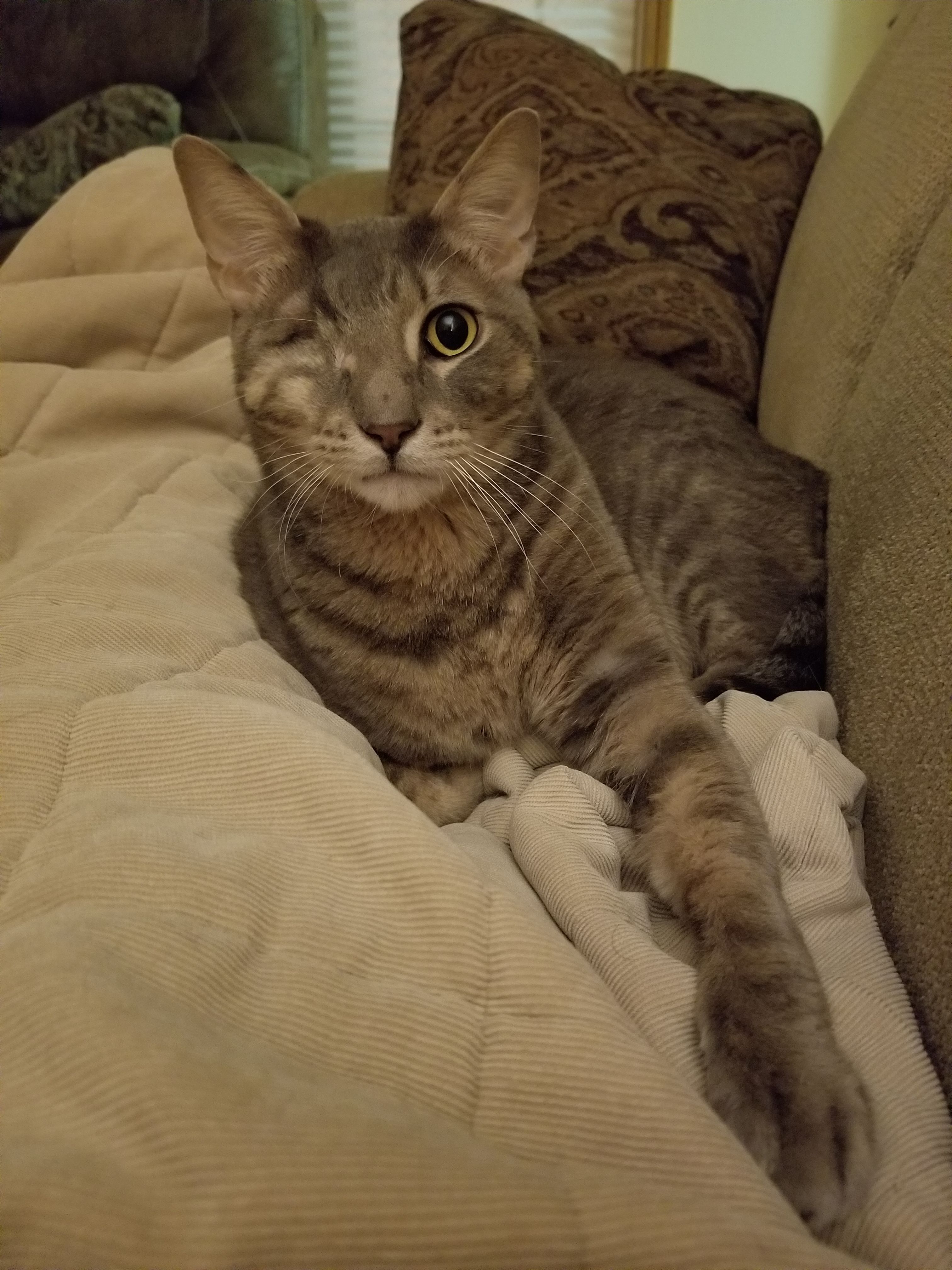 F.A.C.T. (Feline Advocates Coming Together), Inc.