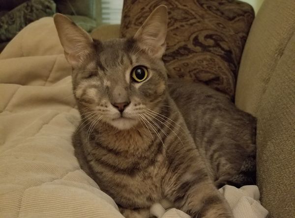 F.A.C.T. (Feline Advocates Coming Together), Inc.