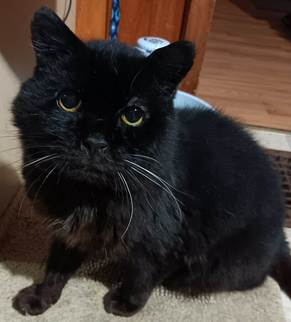 F.A.C.T. (Feline Advocates Coming Together), Inc.