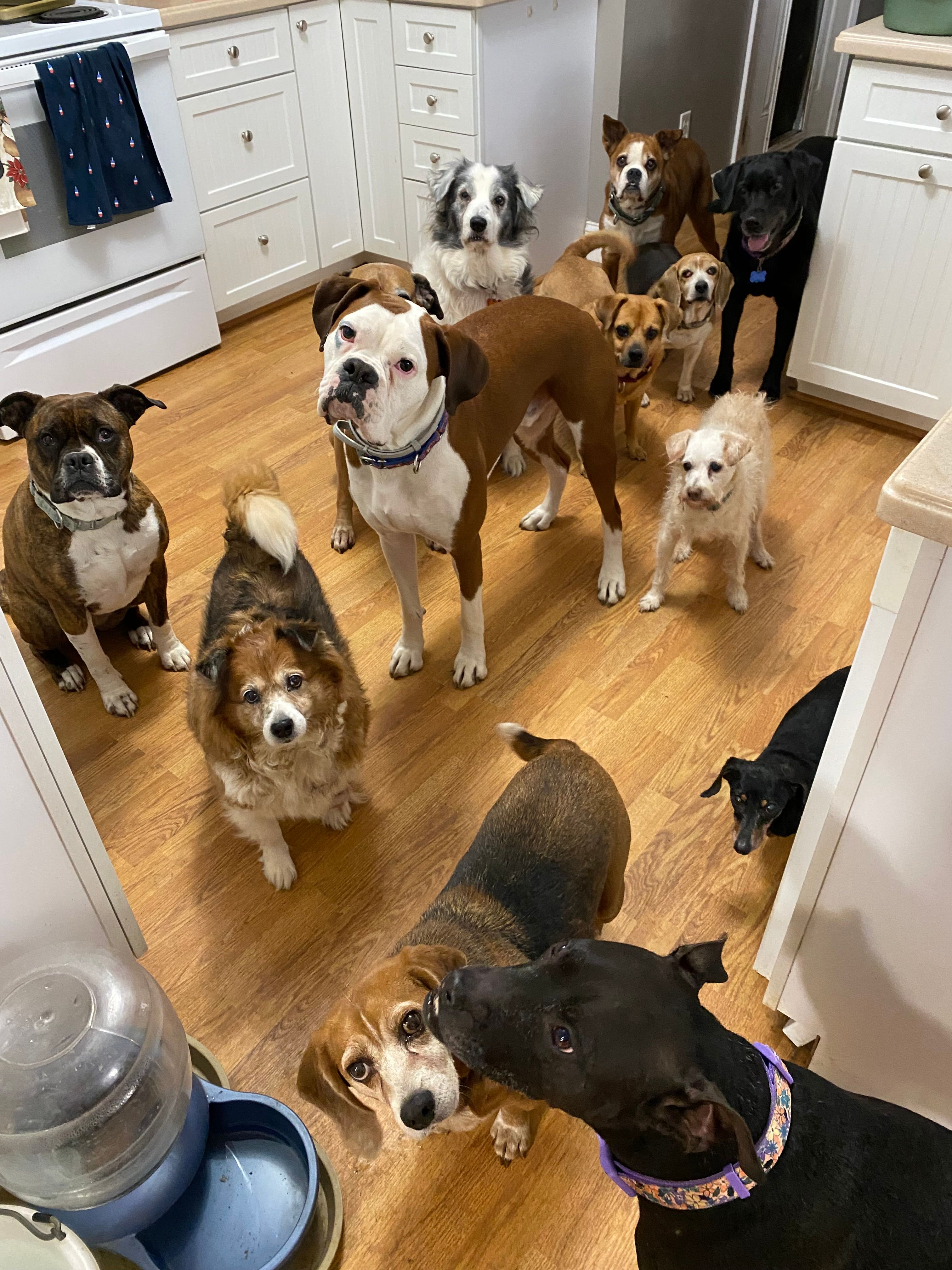 Smoky Mountains Senior Rescue