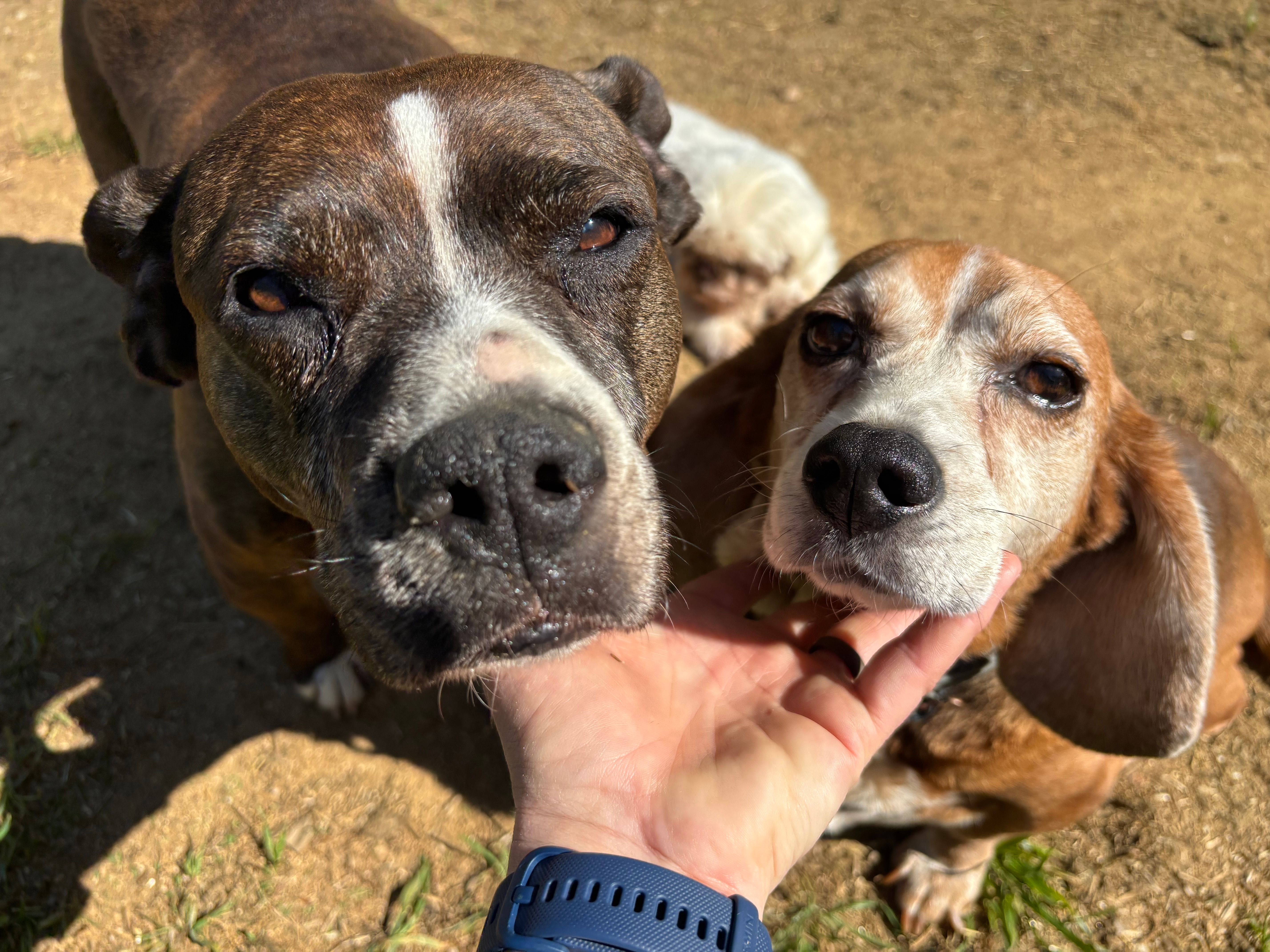 Smoky Mountains Senior Rescue