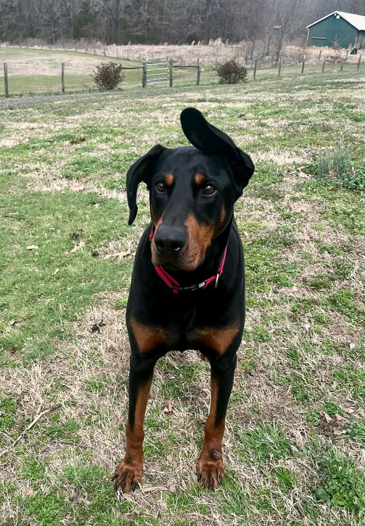 Volunteer Doberman Rescue