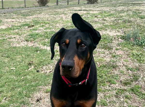 Volunteer Doberman Rescue