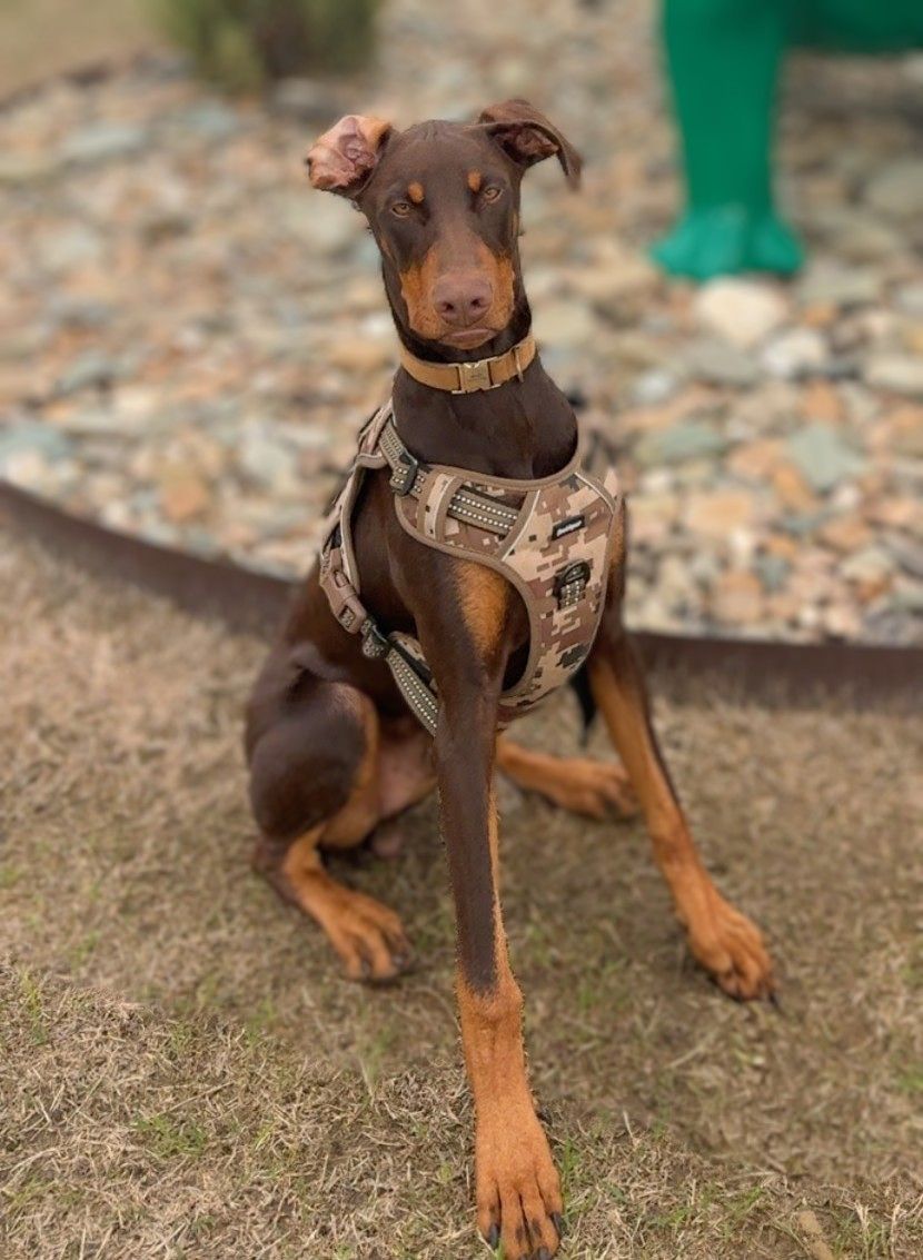 Volunteer Doberman Rescue