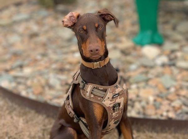 Volunteer Doberman Rescue
