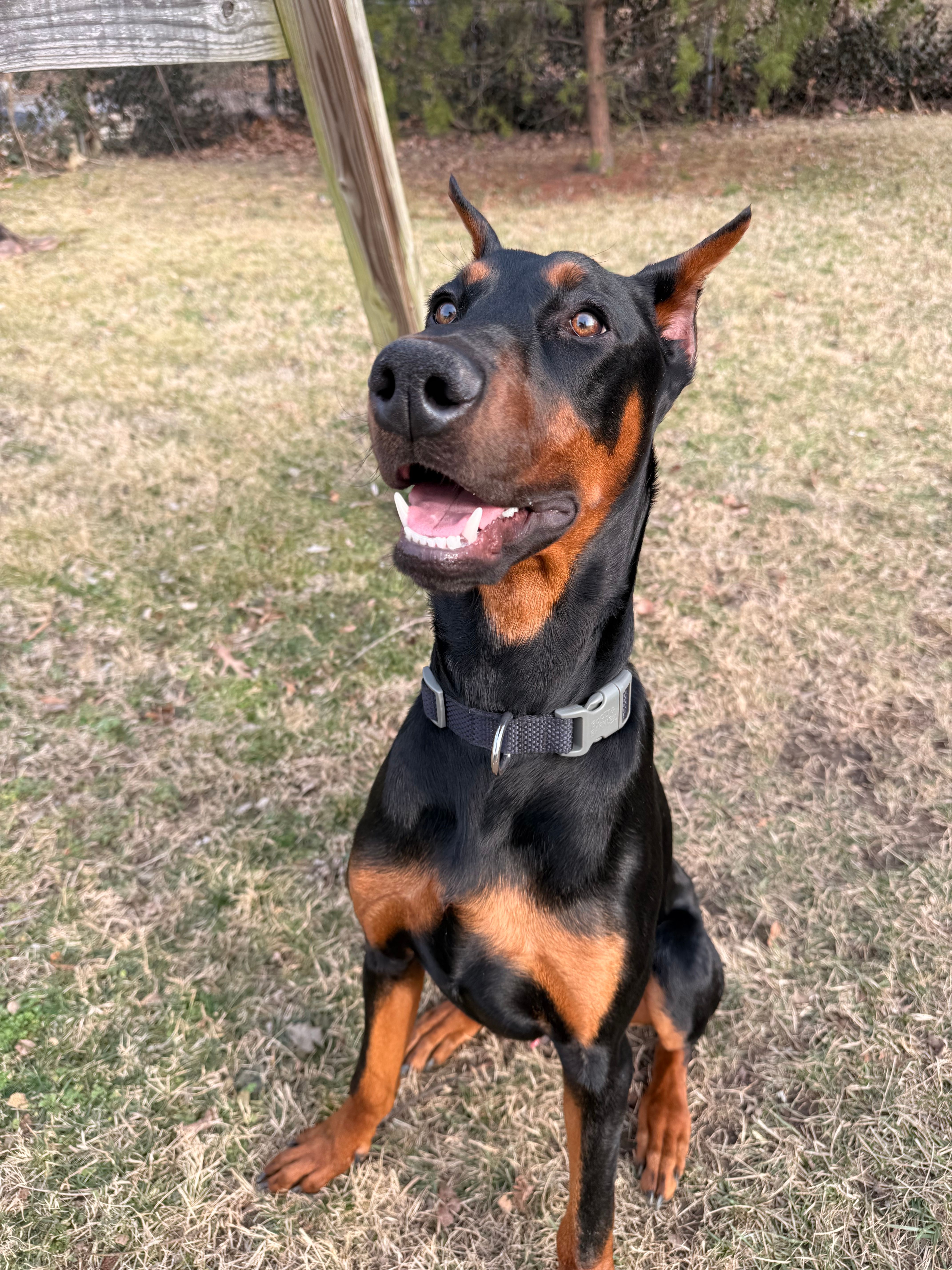 Volunteer Doberman Rescue