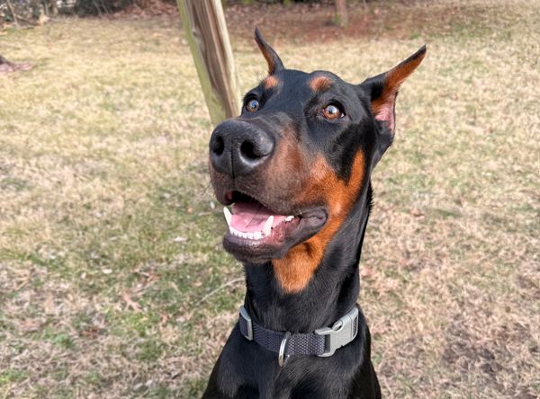 Volunteer Doberman Rescue
