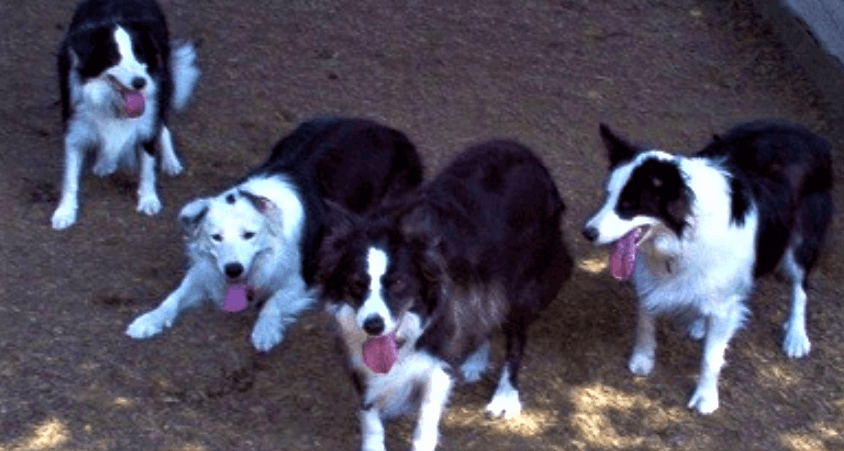 Indian Summers Border Collie Rescue