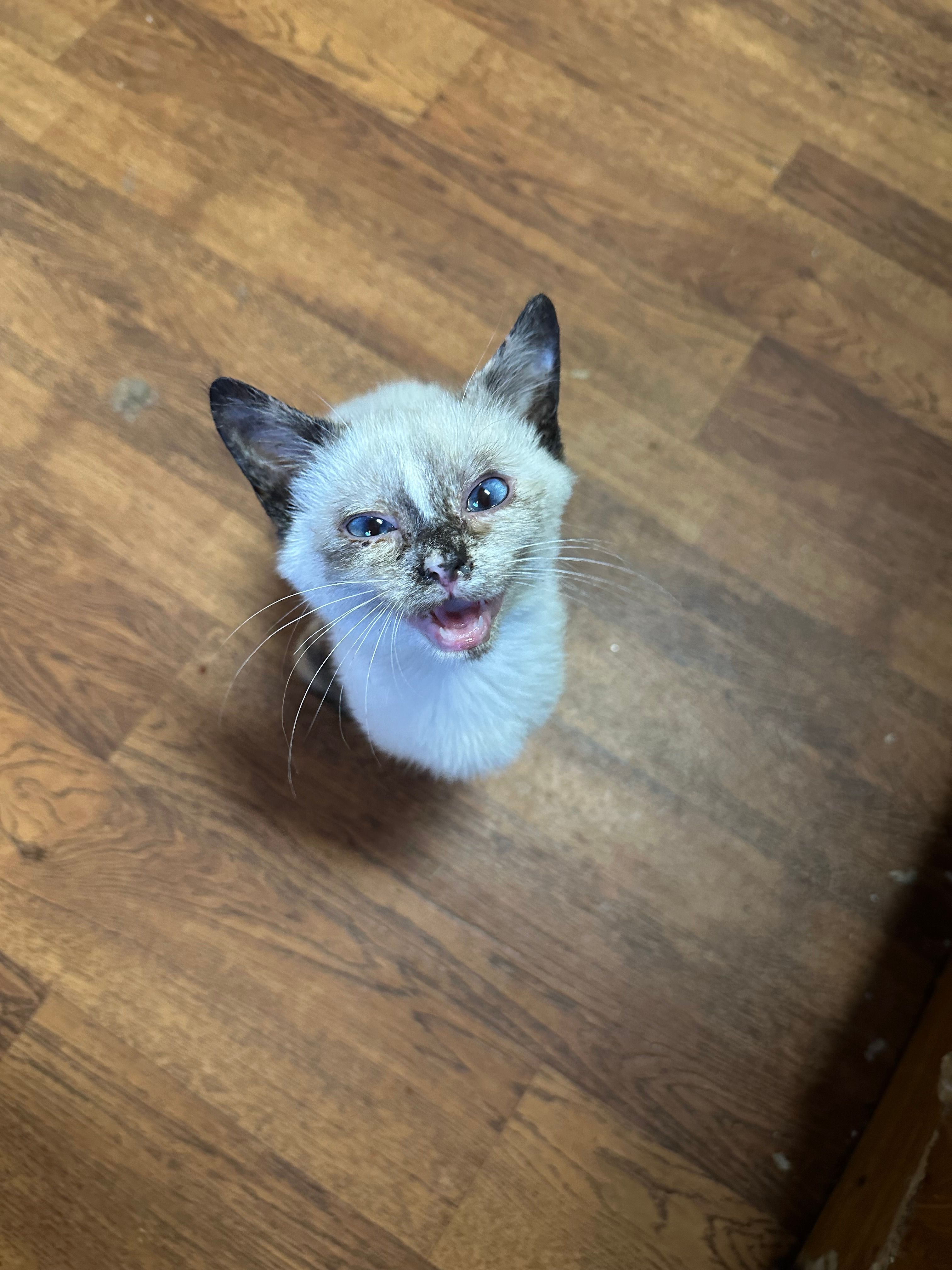 The Bartlett House Feline Shelter