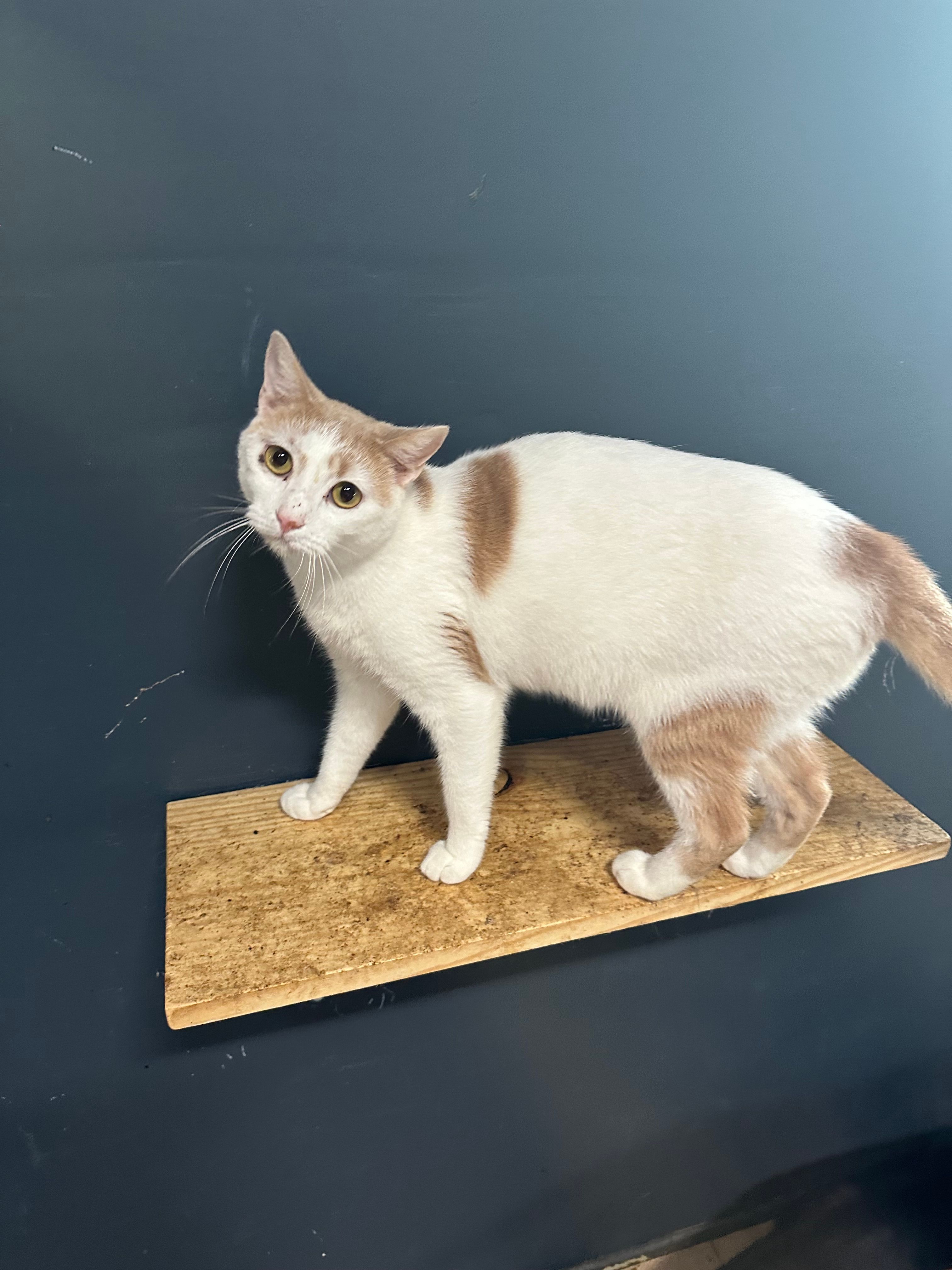 The Bartlett House Feline Shelter