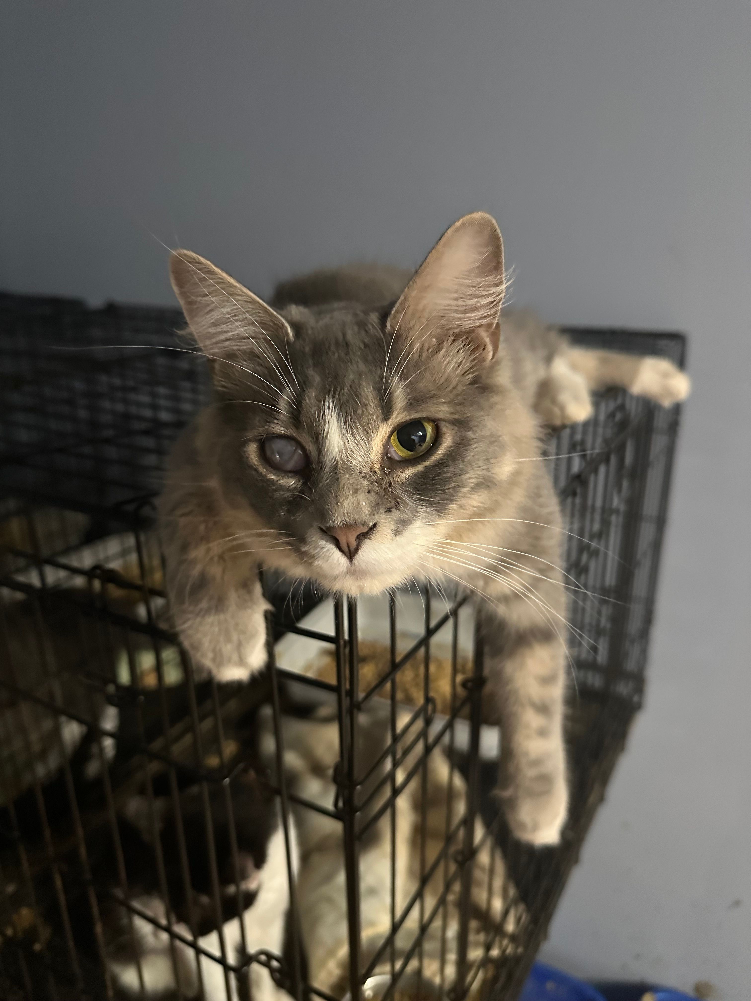 The Bartlett House Feline Shelter