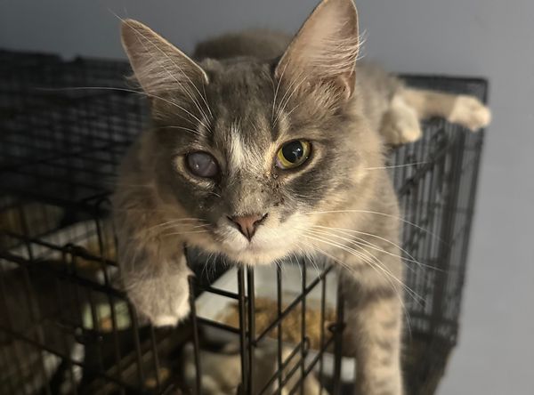 The Bartlett House Feline Shelter