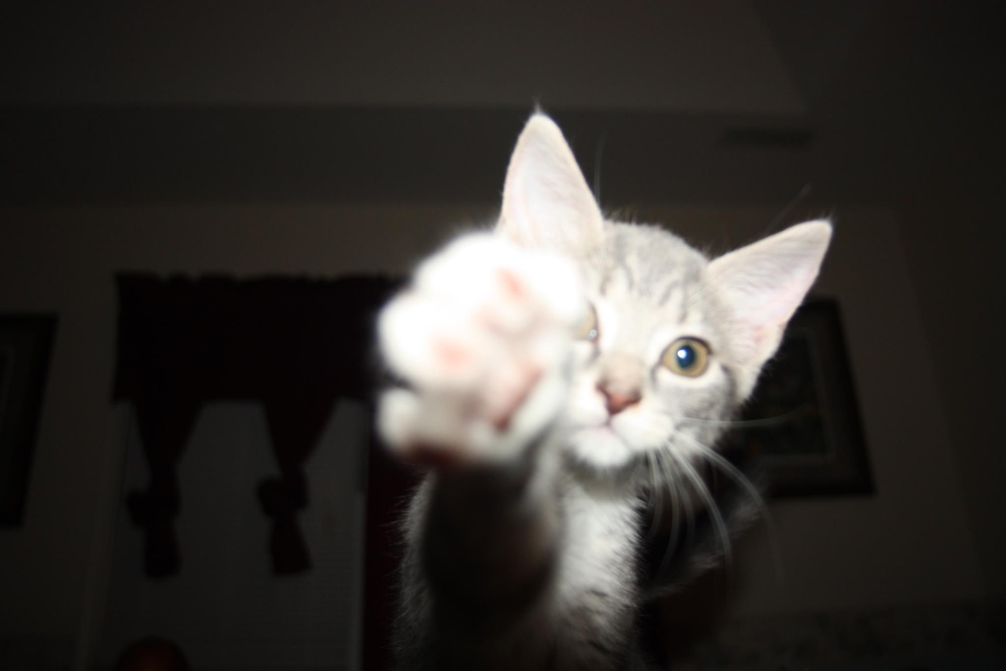 KAT's Special Kneads