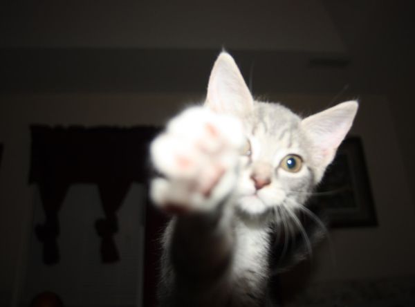 KAT's Special Kneads