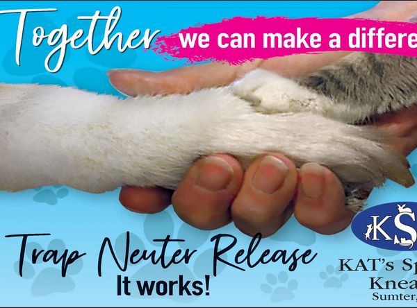 KAT's Special Kneads