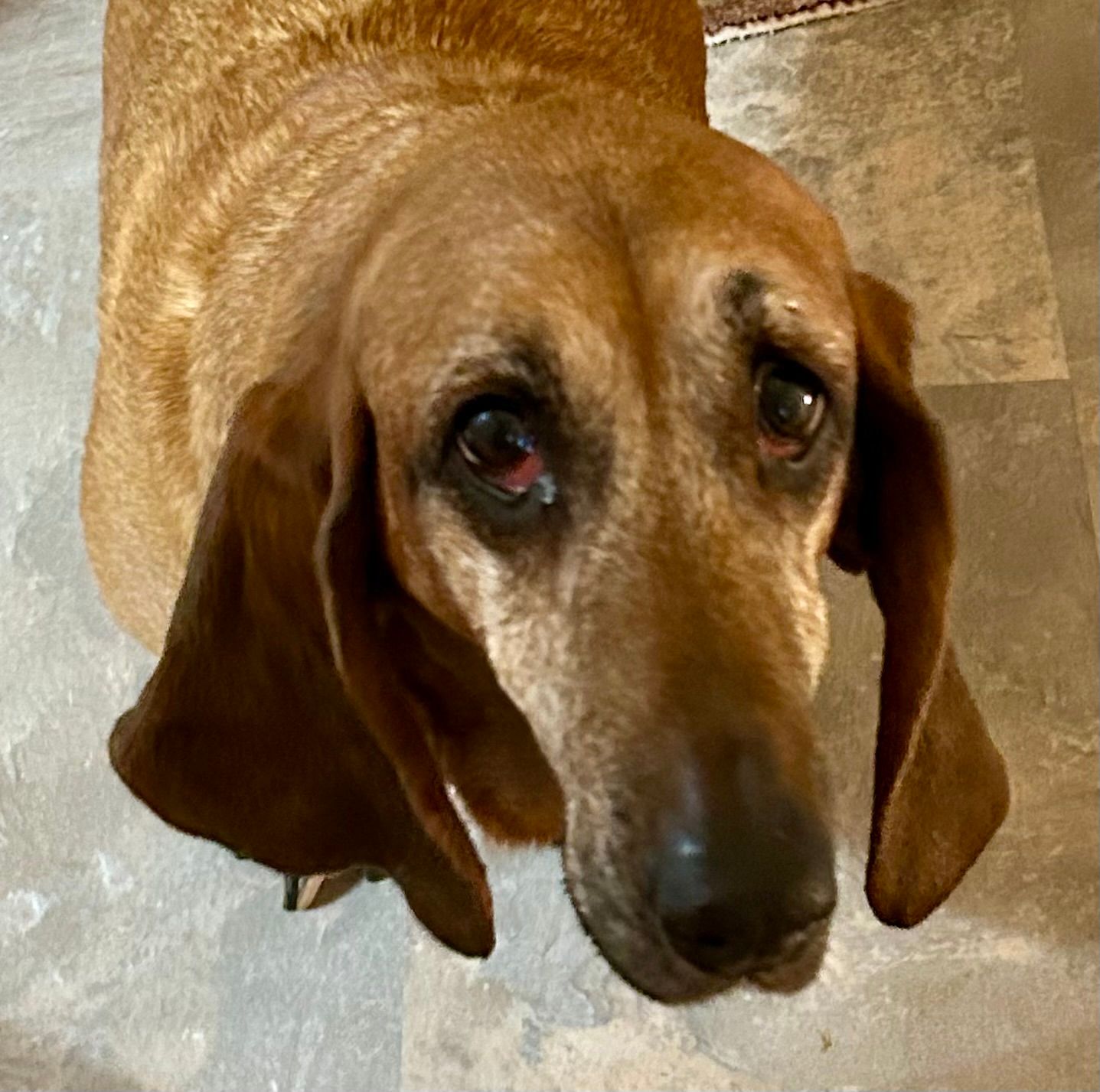 Dogwood Acres Senior Dog Rescue