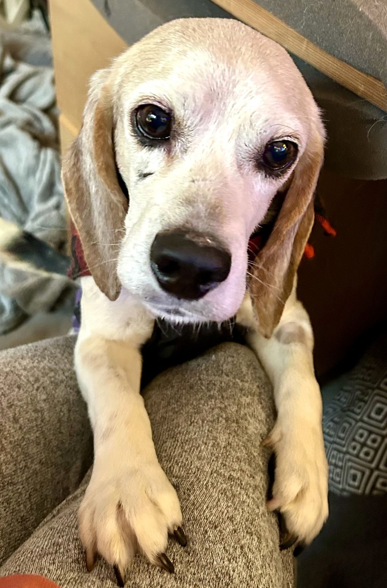 Dogwood Acres Senior Dog Rescue