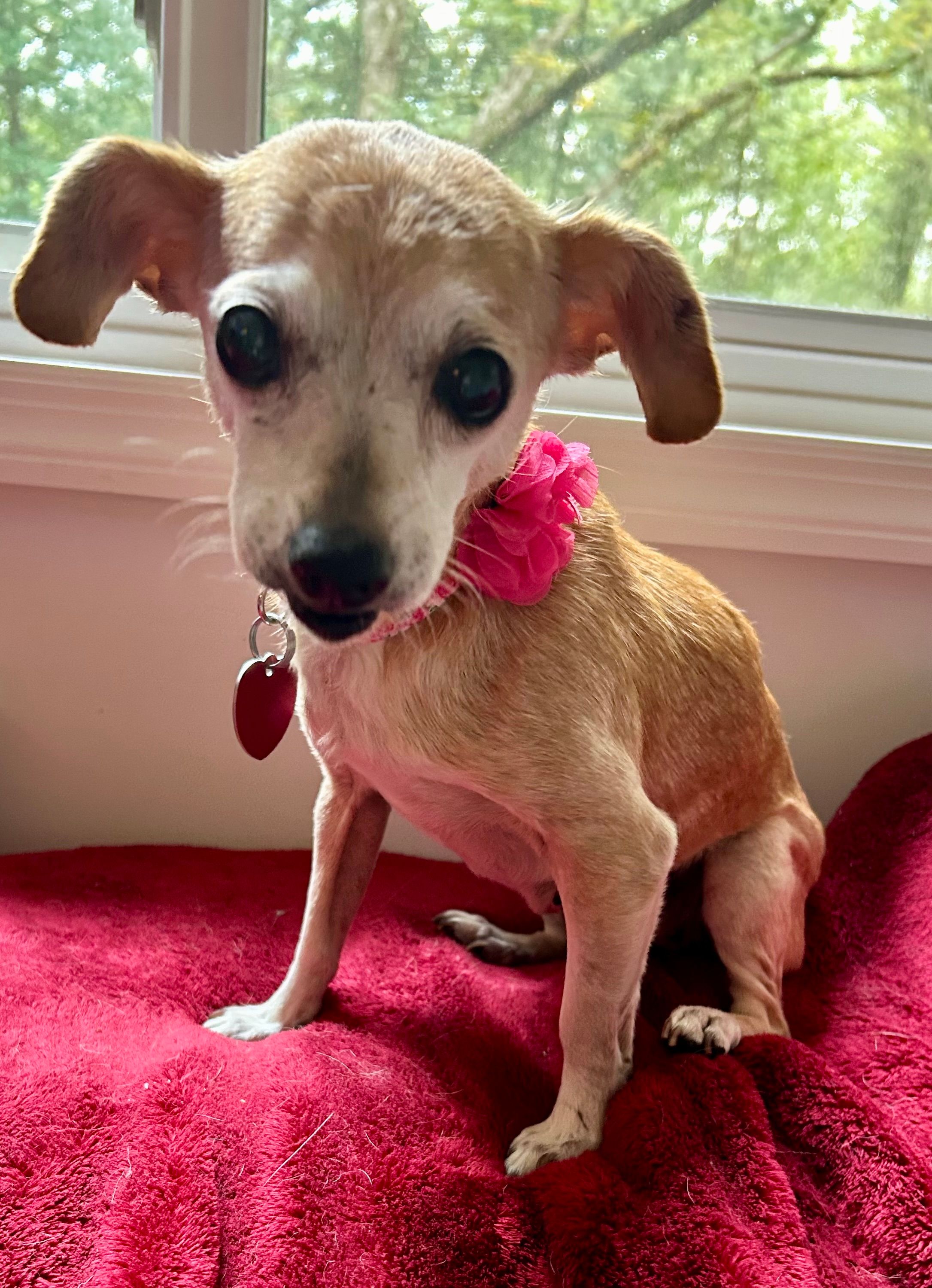 Dogwood Acres Senior Dog Rescue