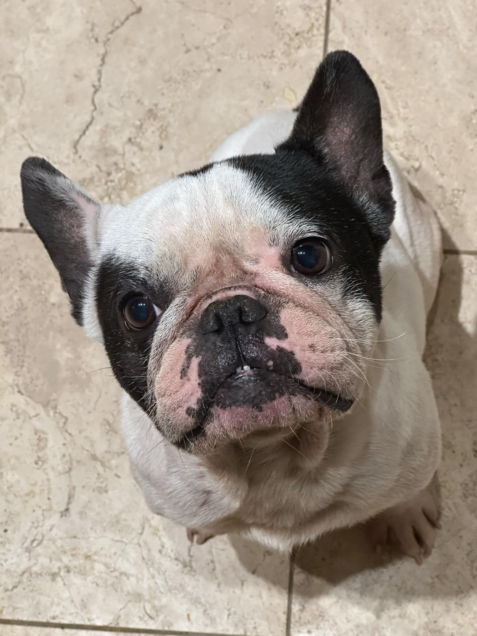 French Bulldog Rescue of Georgia - SE Inc