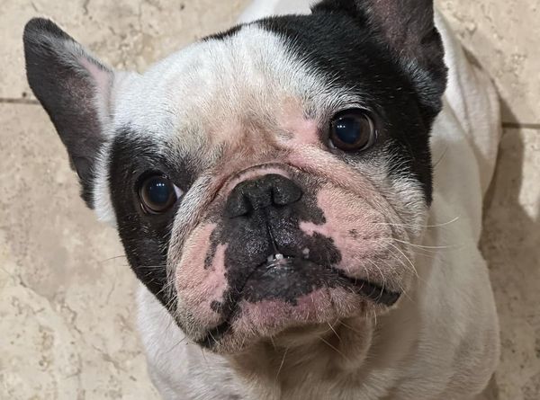 French Bulldog Rescue of Georgia - SE Inc