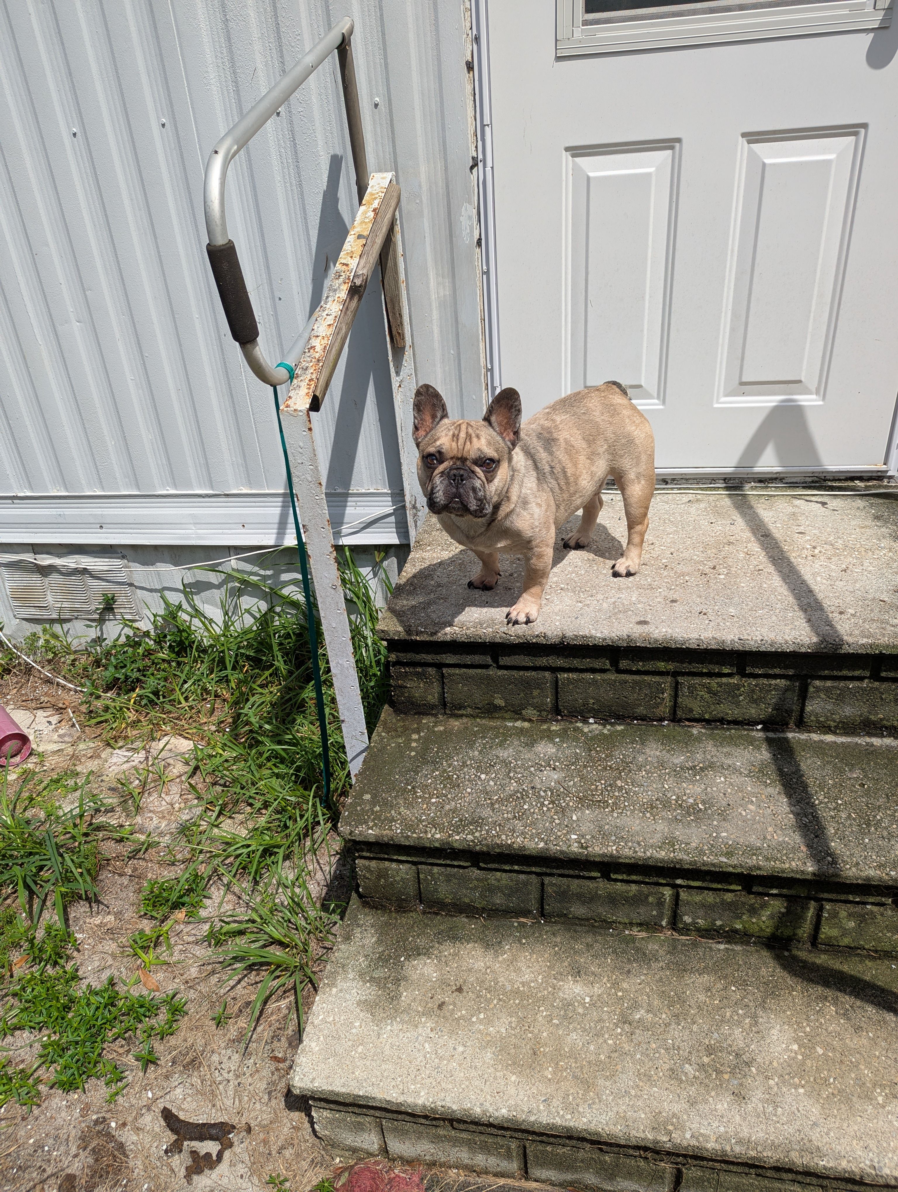 French Bulldog Rescue of Georgia - SE Inc