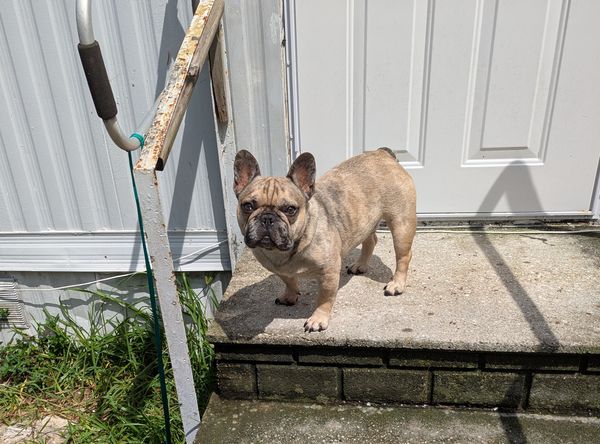 French Bulldog Rescue of Georgia - SE Inc
