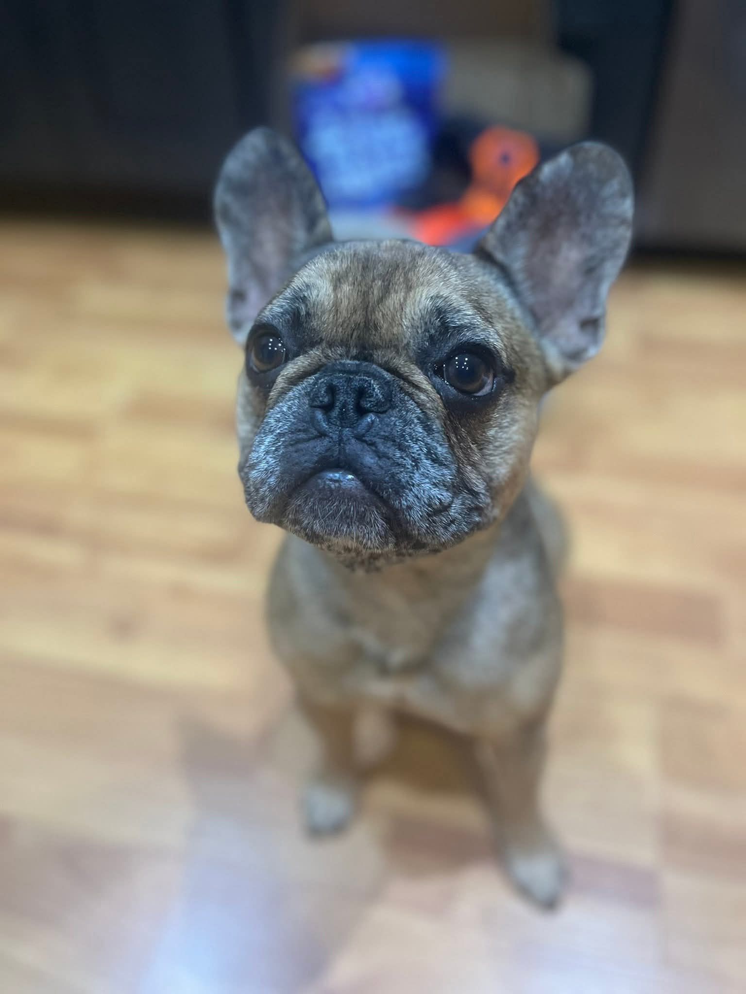 French Bulldog Rescue of Georgia - SE Inc