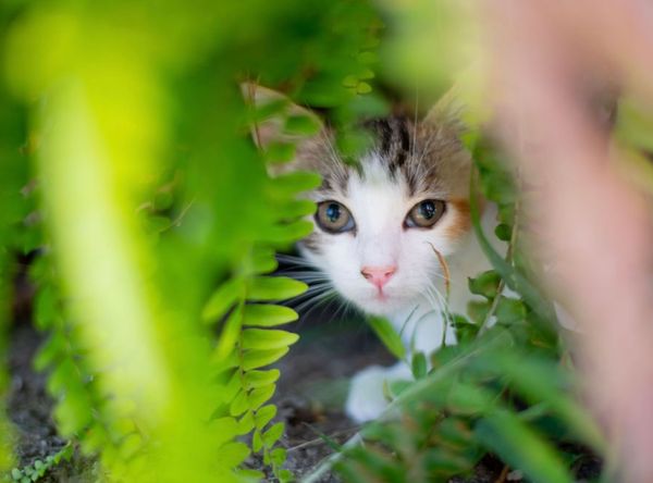 Magnolia’s Hope Kitten Rescue