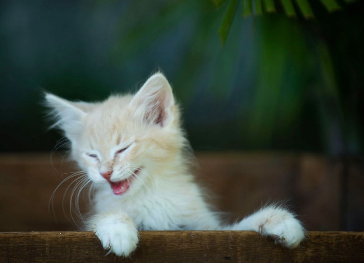 Magnolia’s Hope Kitten Rescue